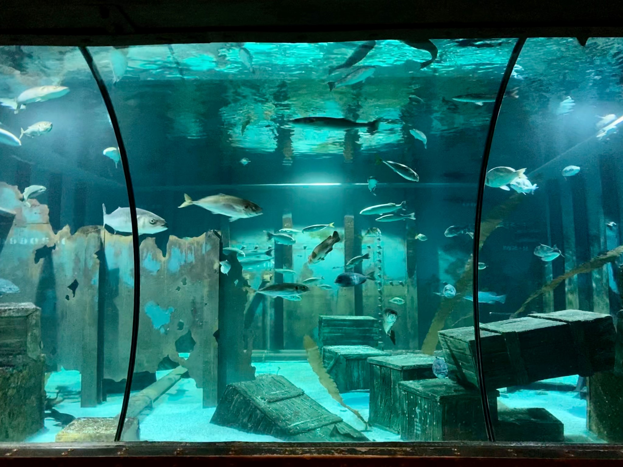 Bristol Aquarium Prepares for Reopening