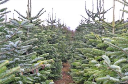 Sheepway Christmas Trees