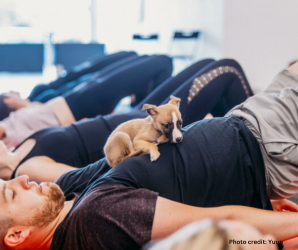 Yoga With Puppies 