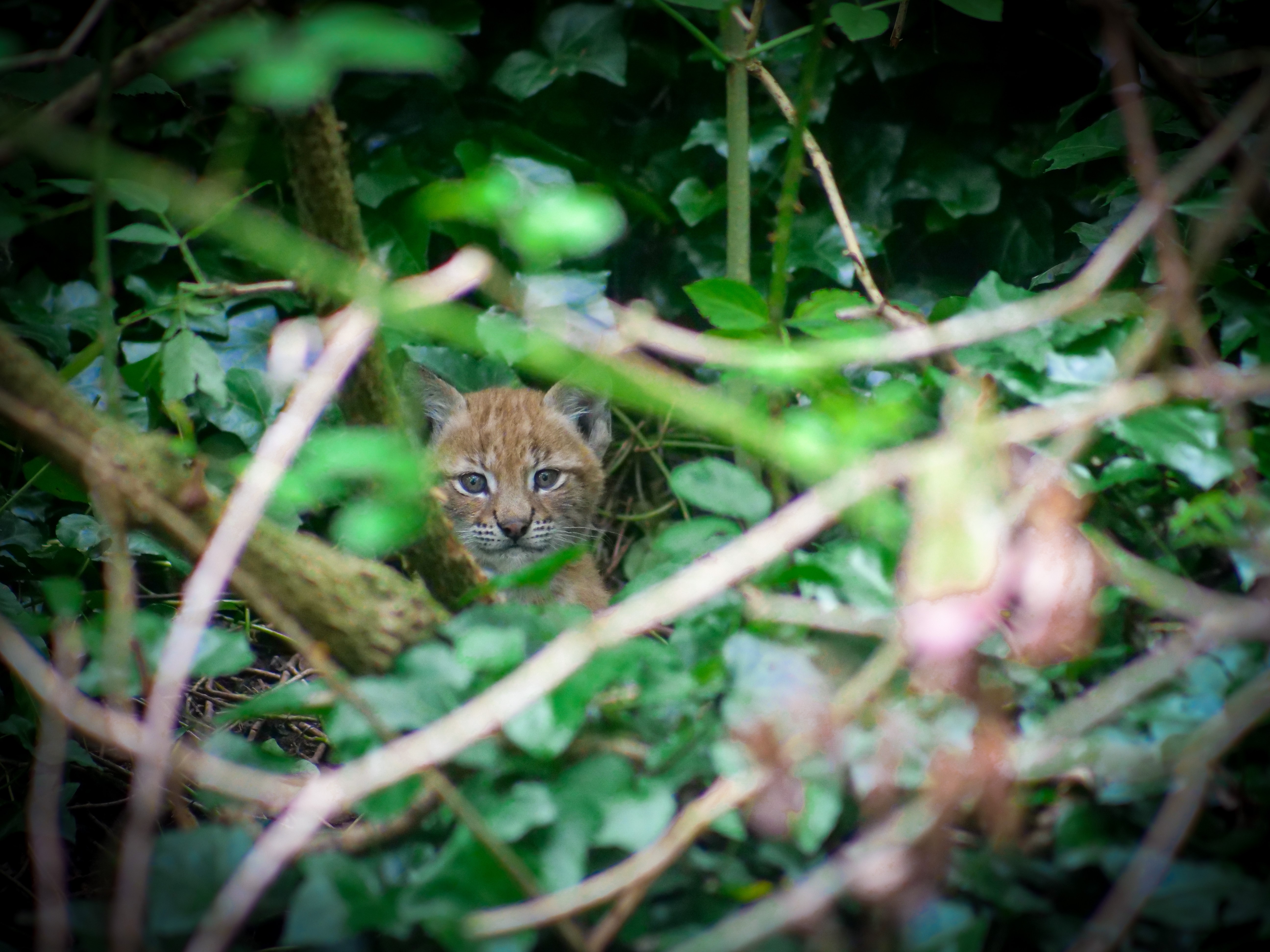 Help name the new lynx kittens at Wild Place Project