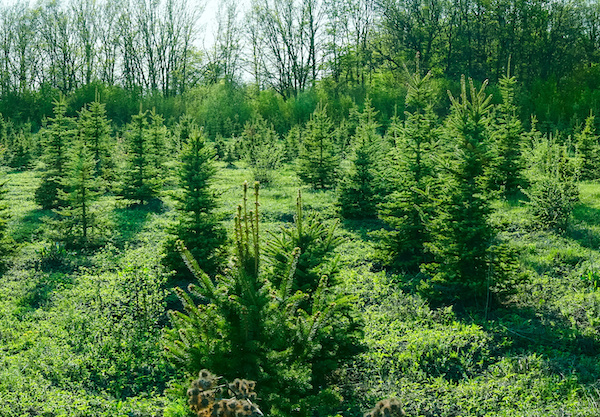 Where to Buy Christmas Trees in and Around Bristol