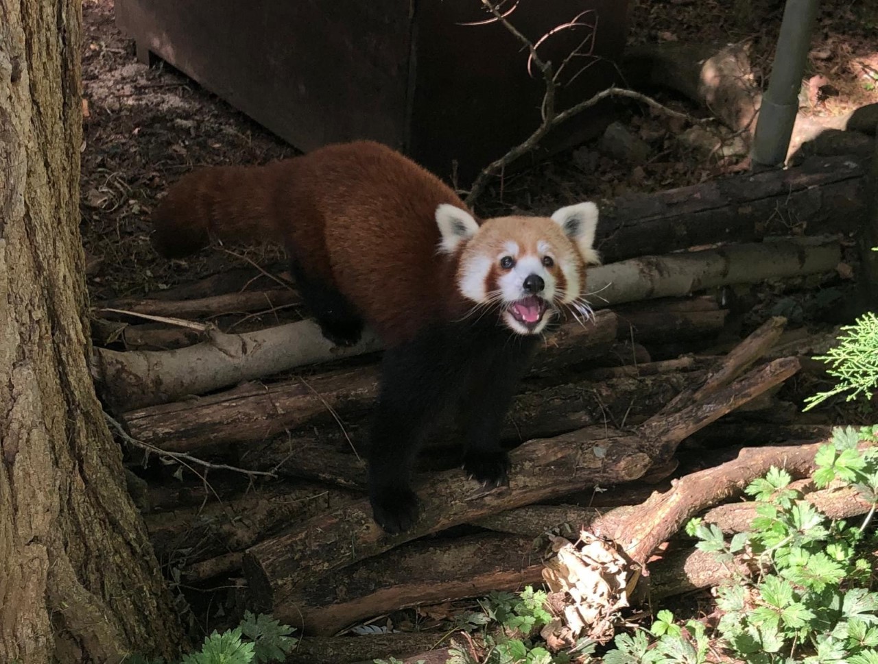 A new red panda joins Bristol Zoo Gardens