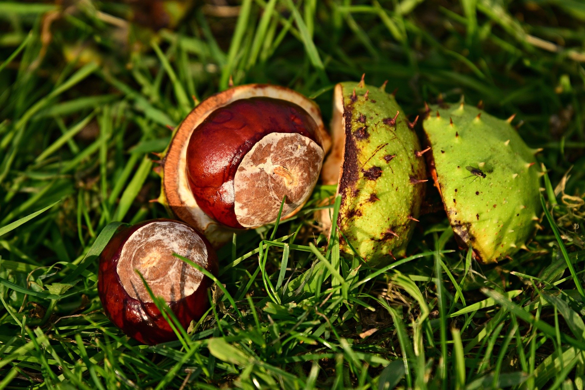 The Best Places to Find Conkers in Bristol
