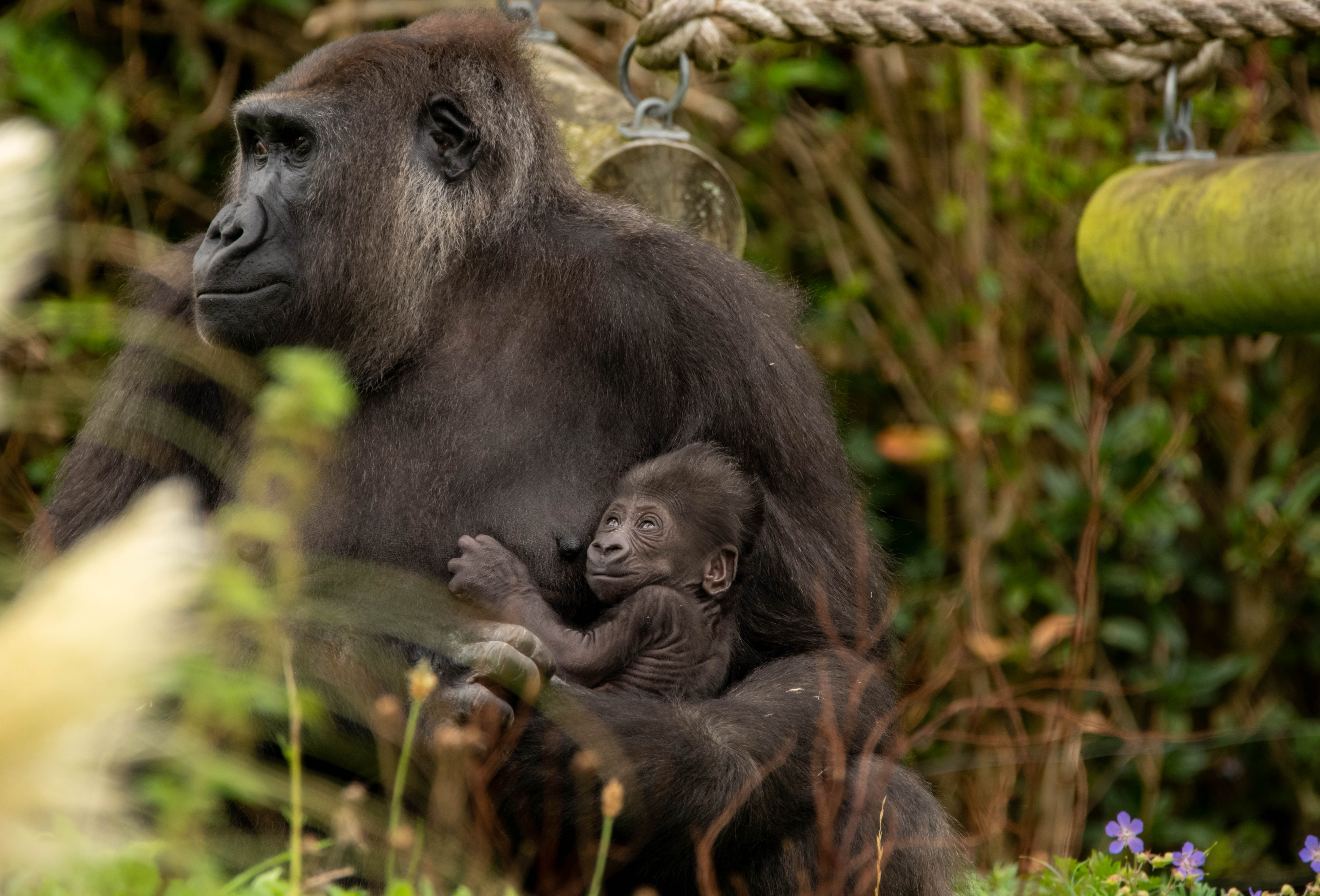 Baby gorilla thriving at Bristol Zoo Gardens