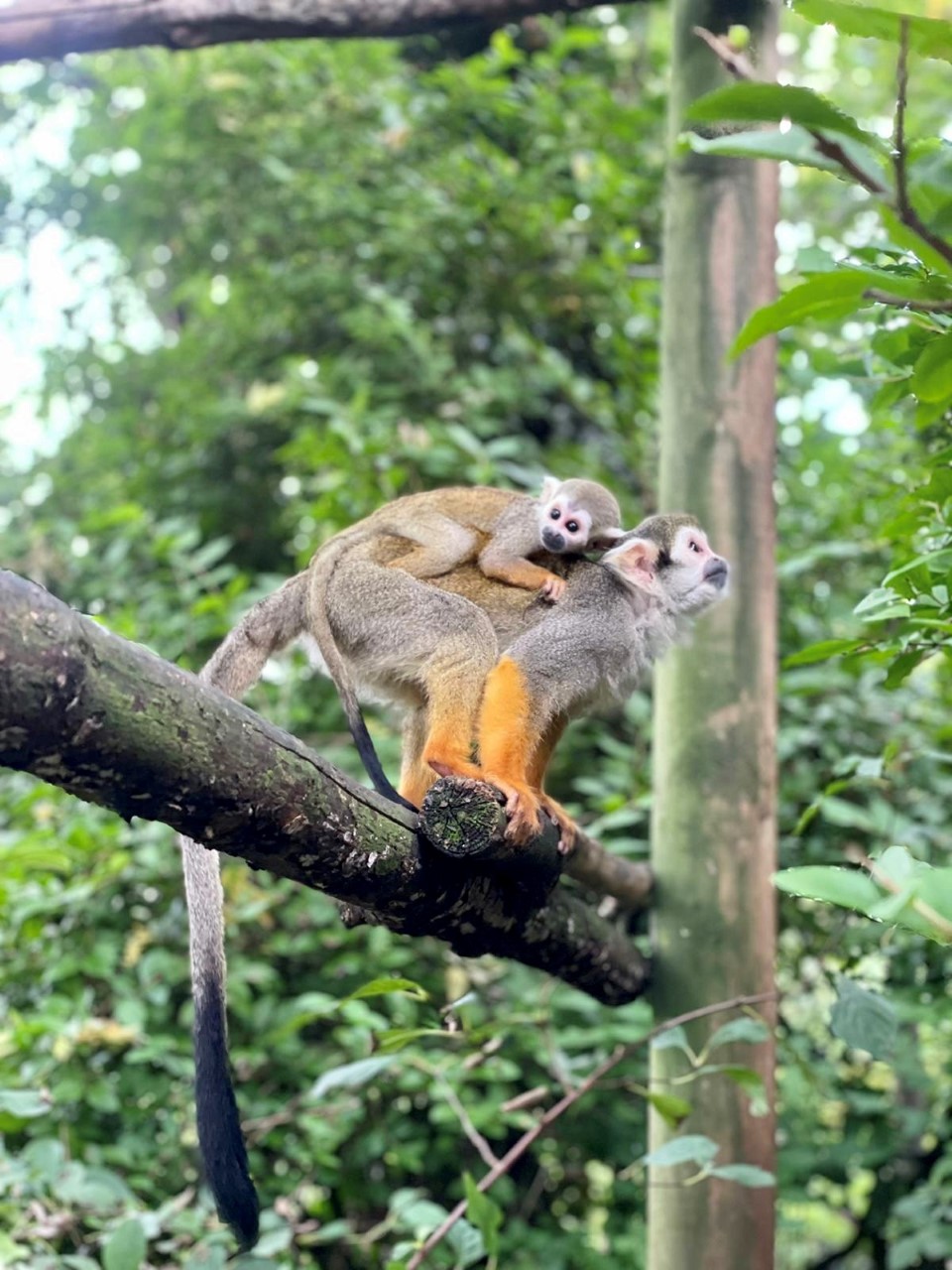 Infant squirrel monkeys are born at Bristol Zoo Gardens