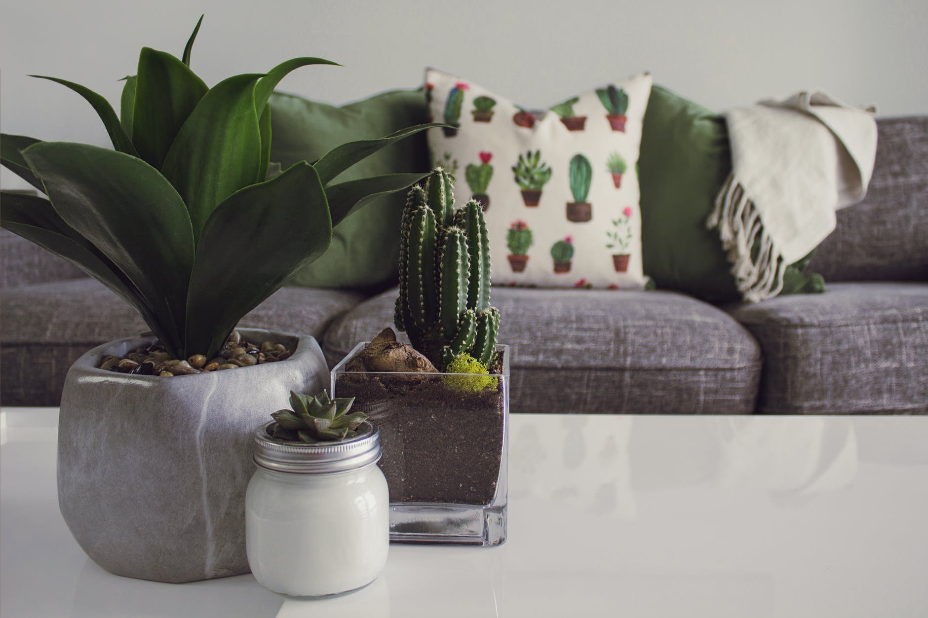 How you can use large indoor plants to design your home