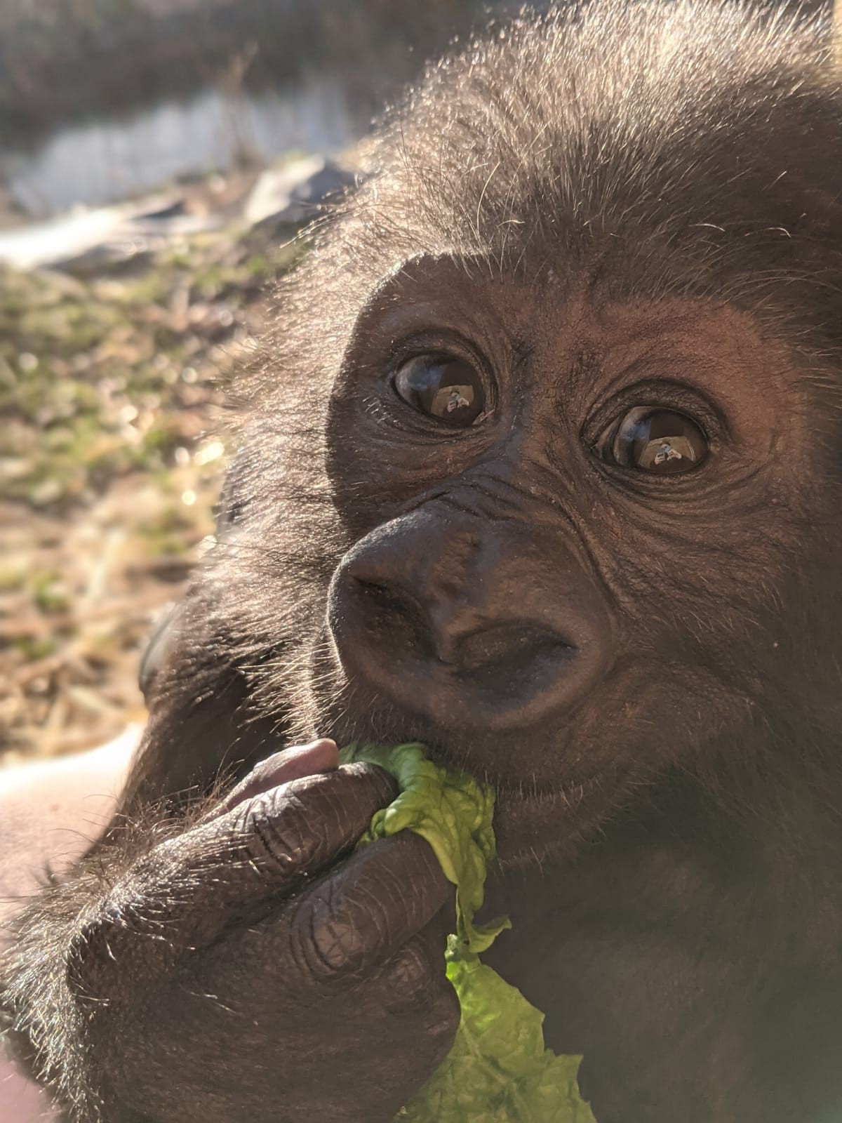 Bristol Zoo’s infant gorilla is enjoying life at six months old
