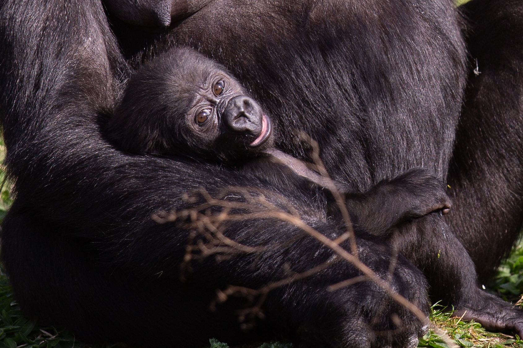 Bristol Zoo’s newest gorilla is named after his mum and dad