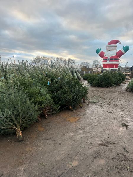 Client Image: Kingsley Christmas Trees