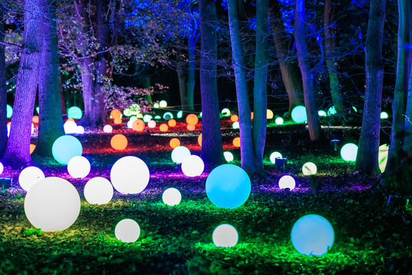 Christmas at Westonbirt Arboretum